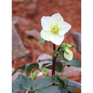 Čemeřice  ´HGC N´Roses White´ ® 10-30 cm Ko 2 l