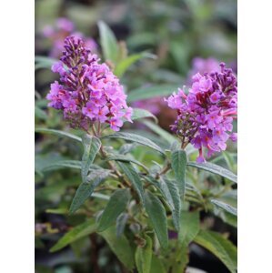 Komule Davidova Butterfly Candy® 'Little Lila' 5-20 cm Ko1l