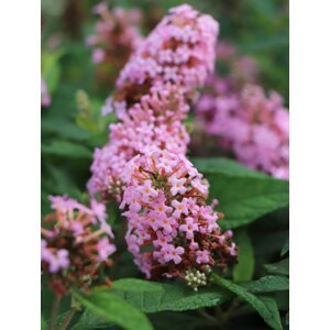 Komule davidova Butterfly Candy ®'Little Pink' 15-30 cm H9