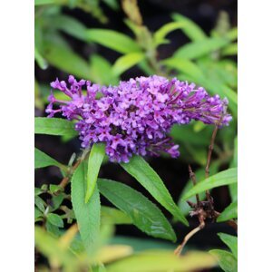 Komule davidova Butterfly Candy ®'Little Purple' 10-30 cm Ko1l