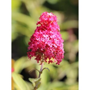 Komule davidova Buterfly Candy ® 'Little Ruby' 20-30 cm H9
