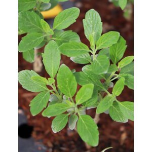 Ořechokřídlec clandonský 'Grand Bleu' ® 5-15 cm QP