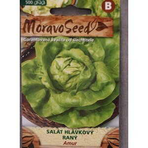 Salát hlávkový jarní a podzimní AMUR