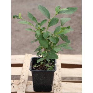 Kanadská borůvka ´Poppins´® 20-40 cm H9