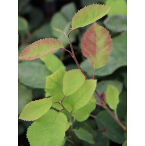 Muchovník ´Princess Diana´ 10-30 cm H9