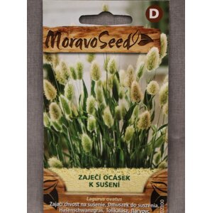 Zaječí ocásek - k sušení