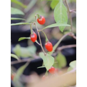 Kustovnice čínská 'Goji' 15-40 cm H9