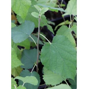 Moruše ´Milanówek´ 40-60 cm Ko1l