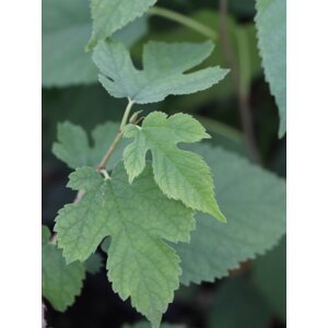 Moruše ´Mojo Berry´ 5-10 cm H9