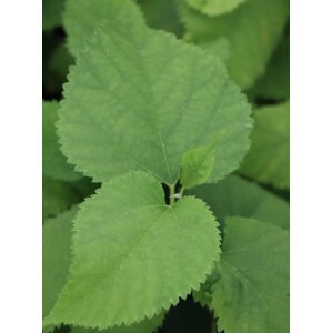 Moruše ´Shin-tso´ 10-20 cm H9