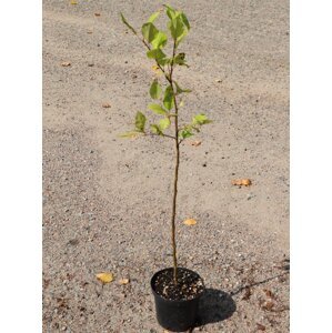 Jabloň typ MM106 - podnož 30-60 cm Ko1l