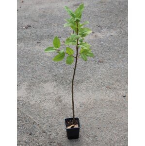 Jabloň typ M9 - podnož 30-60 cm Ko1l