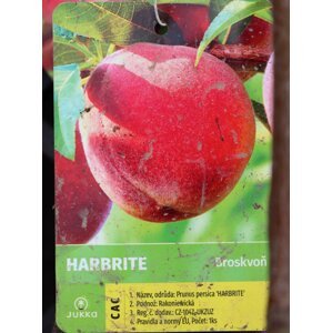 Broskvoň 'Harbrite' kontejner