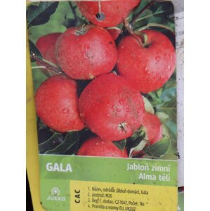 Jabloň 'Gala' - zimní, kontejner