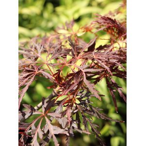 Javor dlanitolistý ´Crimson Queen´ 20-50 cm Ko1l