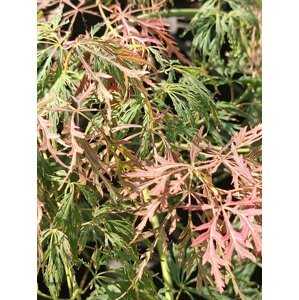 Javor dlanitolistý ´Diss. Rubrifolium´ 30-50 cm Ko1l