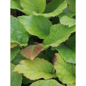 Aktinidie lahodná ´Solissimo´® 10-20 cm QP