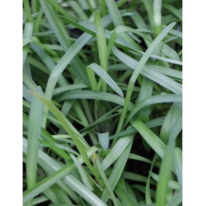 Kalokvět africký  ´Blanc´ 10-20 cm Ko1l