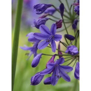 Kalokvět ´Brillanth Blue´® 10-20 cm Ko1l