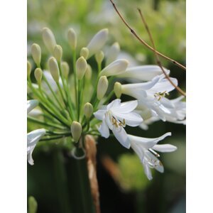 Kalokvět ´L´amour D´ete Blanc´® 15-30 cm Ko1l