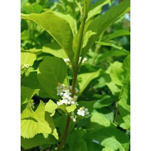 Krásnoplodka Bodinierova 'Mag® Snowstar' 10-30 cm Ko1l