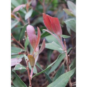 Štětkovec citronový ´Splendens´ 10-30 cm Ko1l