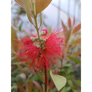 Štětkovec citronový ´Splendens´ 20-40 cm Ko1l