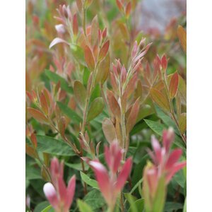 Štětkovec ´Hot Pink´® 10-20 cm Ko1l
