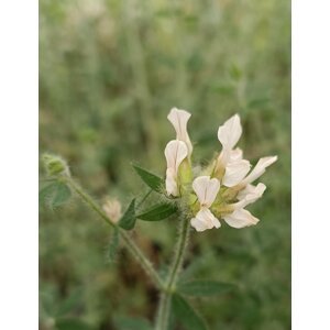 Bílojetel chlupatý 20-40 cm H9