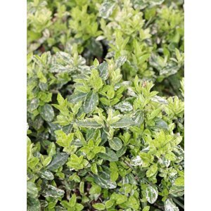 Brslen Fortuneův ´Harlequein´ 5-20 cm H9