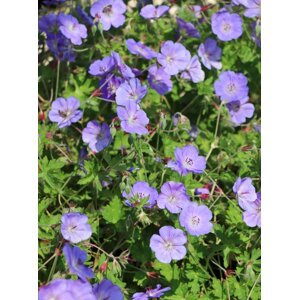 Kakost ´Rozanne´® 5-10 cm QP