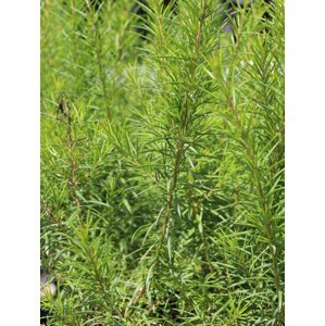 Grevilea jalovcová 5-20 cm H9