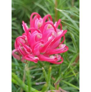 Grevilea jalovcová 10-30 cm H9