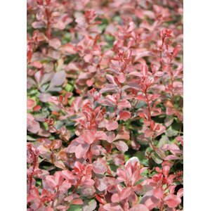 Dřišťál Thunbergův 'Atropurpurea Nana' 10-20 cm H9