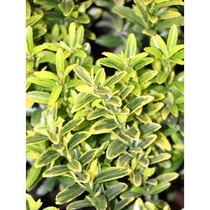 Brslen japonský 'Microphyllus Luteus' 10-20 cm H9