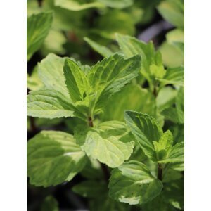 Máta jemná 'Ginger' půdopokryv 0-5 cm H11