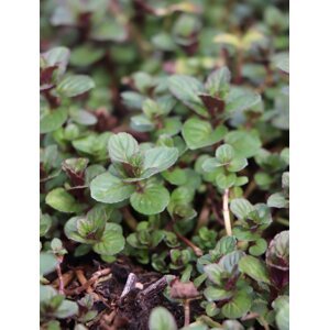 Máta peprná 'Granada' půdopokryv 0-5 cm H11