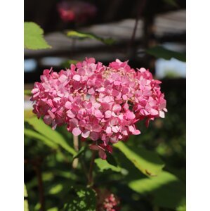 Hortenzie stromečkovitá 'Pink Annabelle' 5-20 cm H9