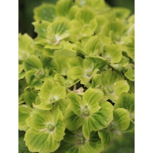 Hortenzie velkolistá 'Magical Green Cloud' 5-10 cm QP