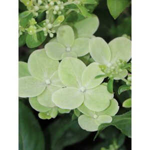 Hortenzie latnatá 'Polestar' ® 10-30 cm Ko1l