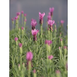 Levandule stoechas 'The Princess Lavender' 15-30 cm H9