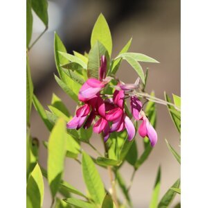 Lespedézie Thunbergova 5-20 cm H9