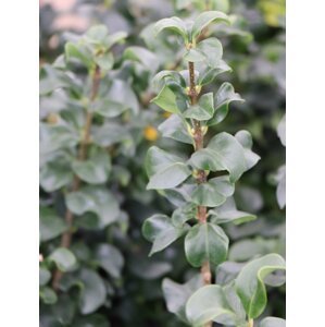 Ptačí zob japonský 'Rotundifolium' 20-50 cm H9