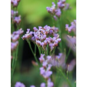 Limonka 'Dazzle Rocks' QP