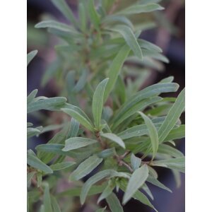 Kustovnice cizí 'Sweet Success' 10-20 cm H9