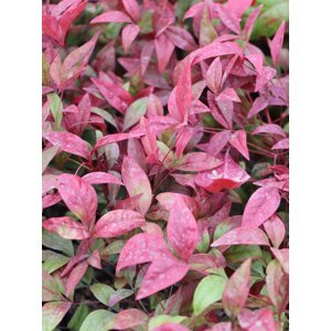 Nandina domácí 'Blush Pink' ® 20-40 cm QP