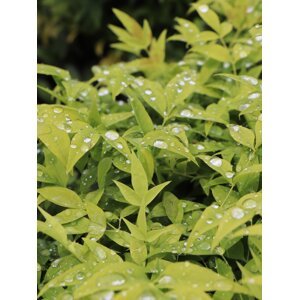 Nandina domácí 'Magical® Lemon Lime' 10-20 cm QP