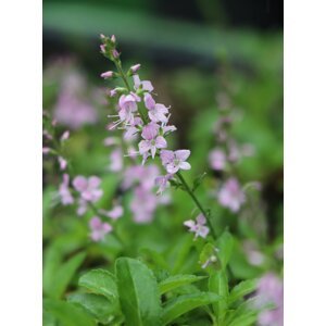 Parahebe 'Kenty Pink' půdopokryv 0-5 cm H9