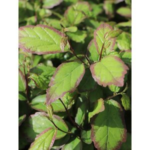 Parotie perská ´Persian Spire®´ 20-50 cm H9