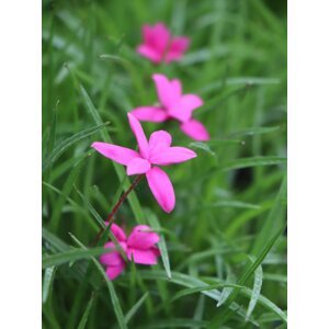 Rhodohypoxis mil. 'Claudia' QP